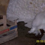 Verschimmelte Gegenstände im Keller Radevormwald Schimmelbefall_Keller_Burscheid